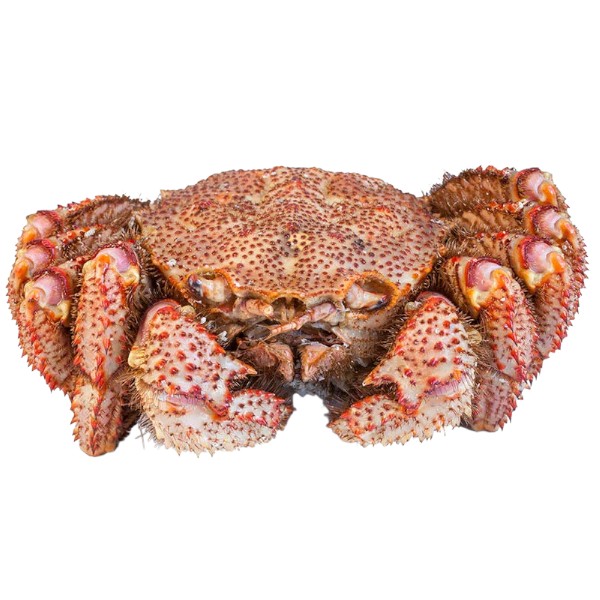 Фото Краб волосатик (кг)