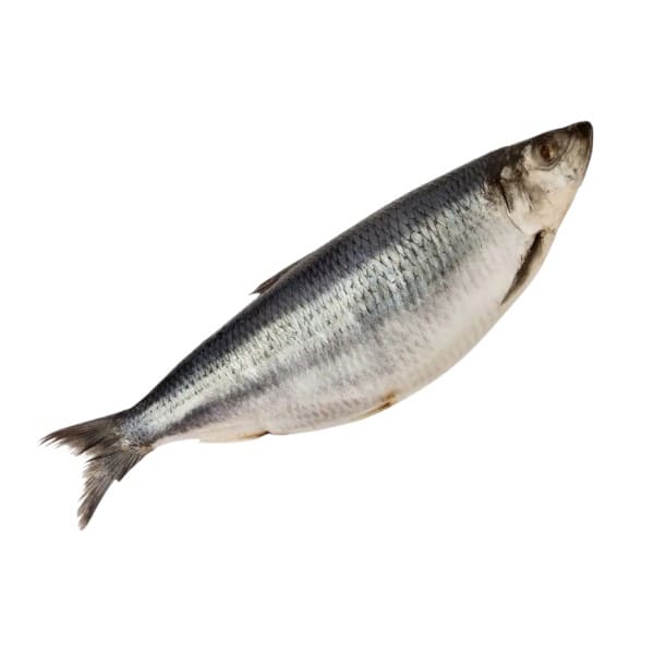 Фото Сельдь с/м олюторская 400-500 кг 